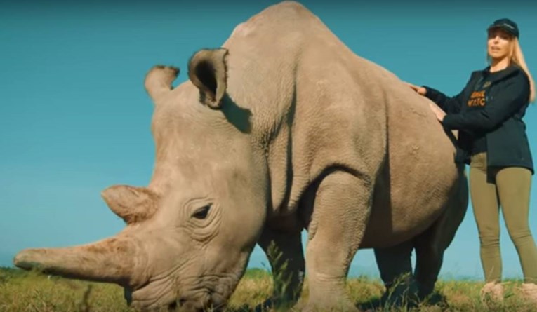 Na svijetu ostala samo dva sjeverna bijela nosoroga, znanstvenici u panici